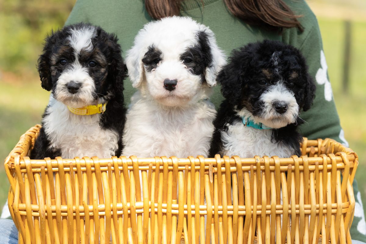 Three puppies in a basket
