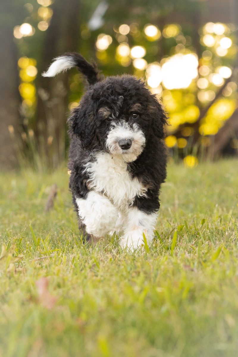 A black and white sheepadoodle puppy trotting through the grass