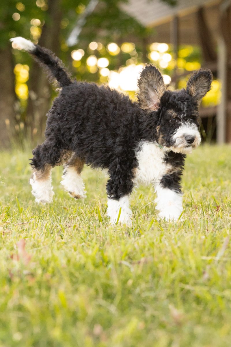 Blooper: puppy ears at full sail