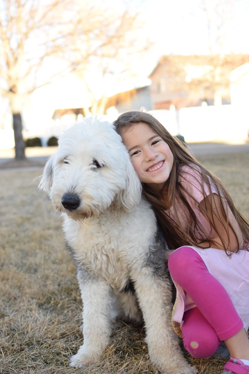 Blueberry, our foundation Old English Sheepdog, with one of the kids