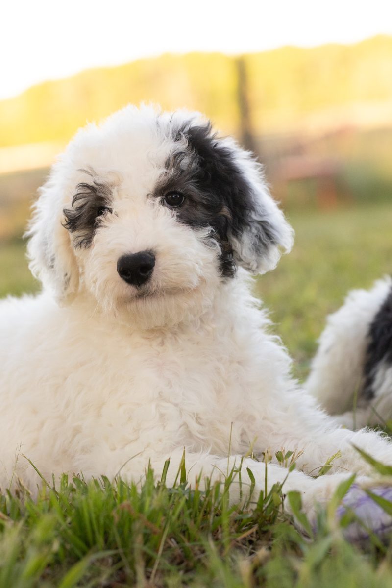 Close-up of a sheepadoodle puppy's soft wavy coat