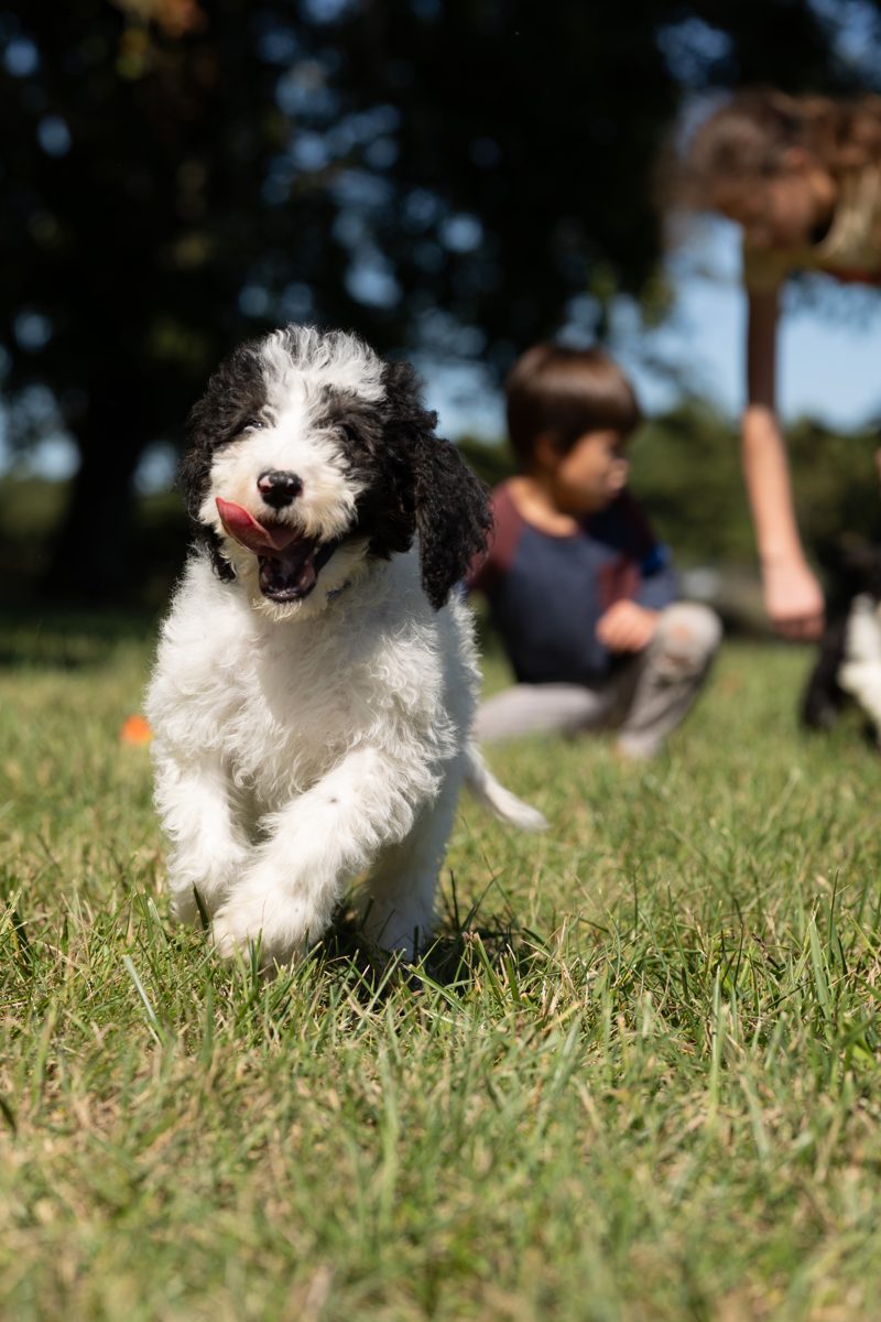 A puppy at full speed, kids close behind