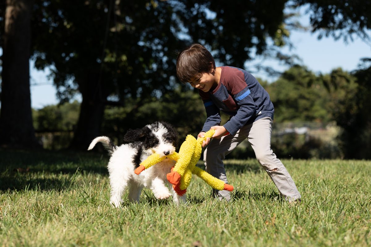 One of the kids playing tug with a sheepadoodle puppy