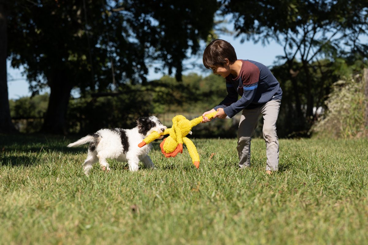 Round two — the duck never wins