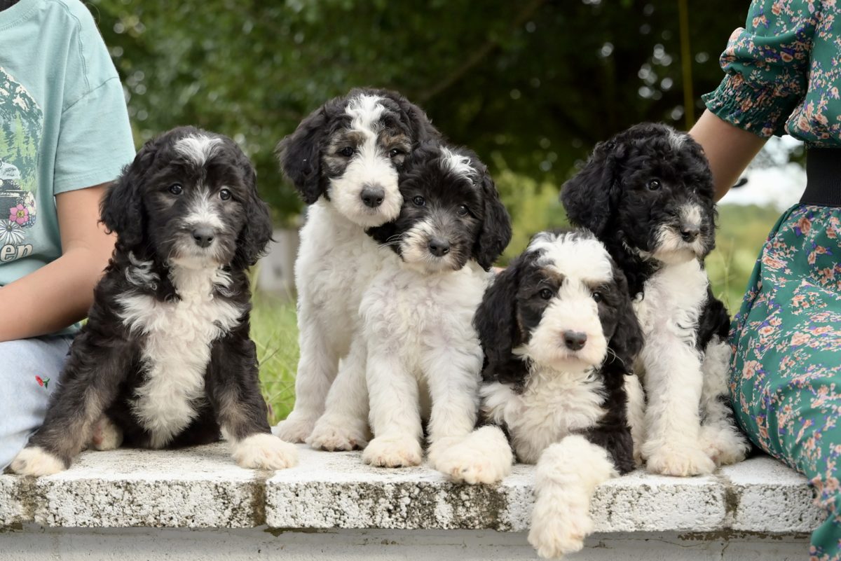 Why a Sheepadoodle? (And Why I Still Love the Standard Size)
