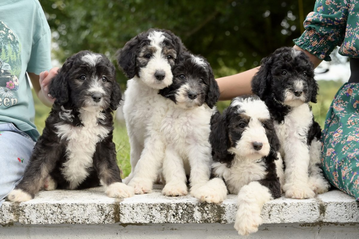 Five F1b sheepadoodle puppies lined up on a garden wall