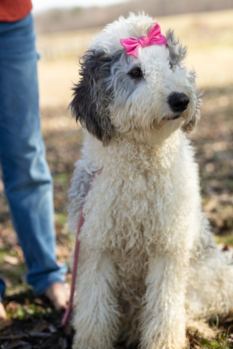 One of our sheepadoodle mamas, bow and all