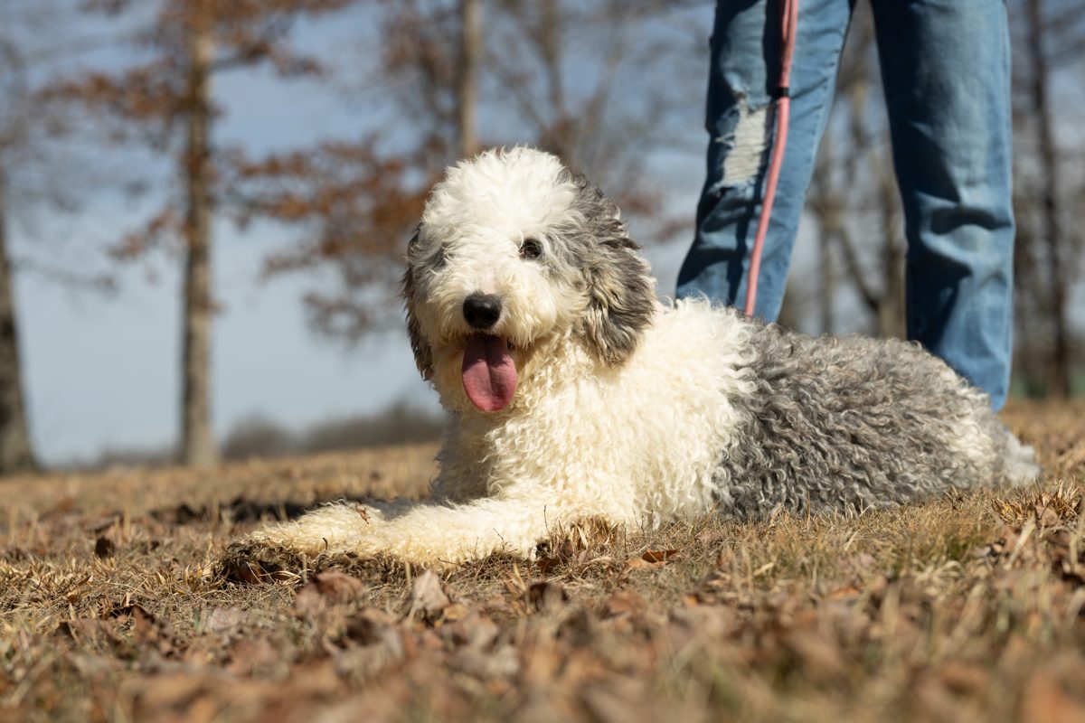 'Started Puppy' — what exactly does that mean?