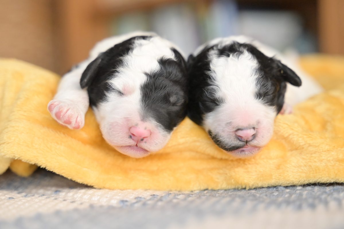 Newborn puppies