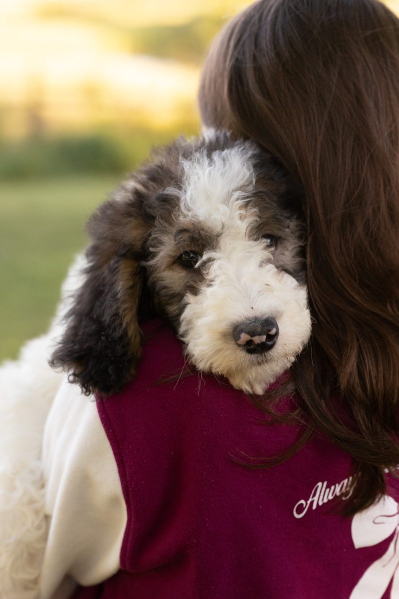 A sheepadoodle puppy getting a hug from one of our kids