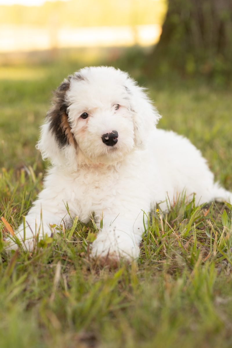 Puppy sitting in the grass