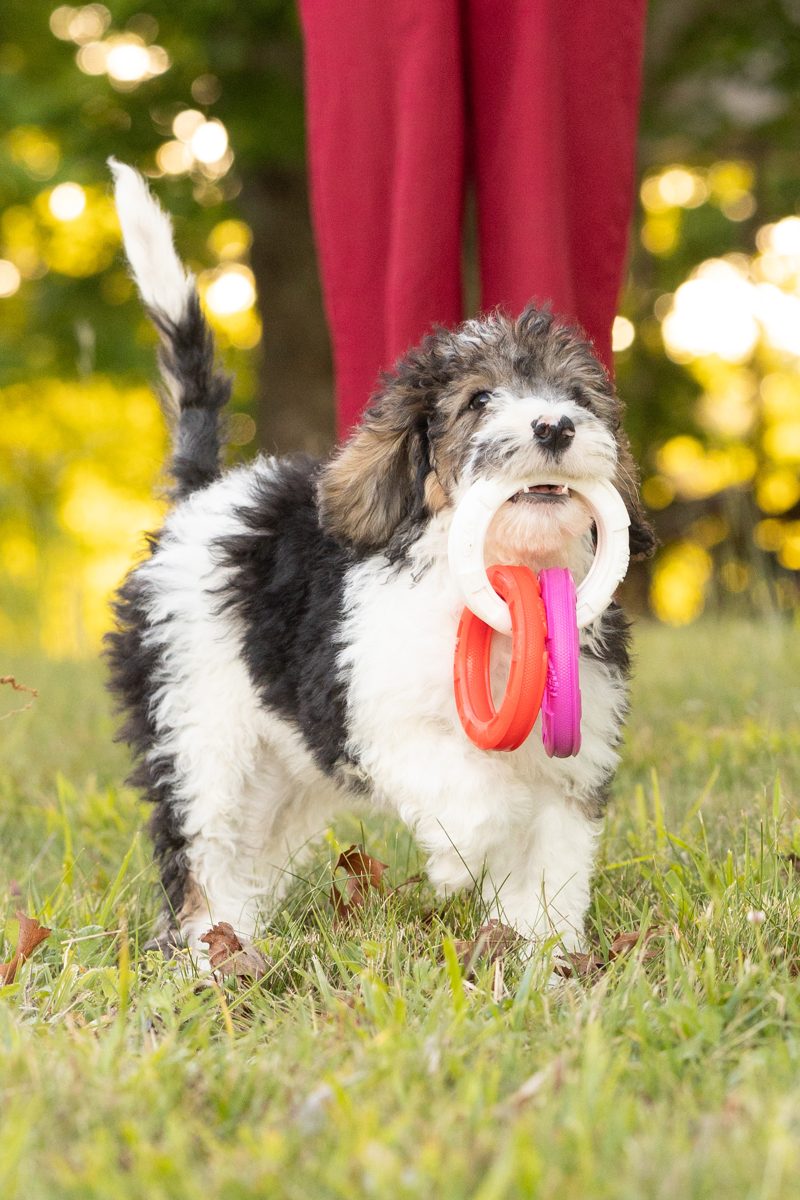 An older sheepadoodle puppy trotting along with a toy