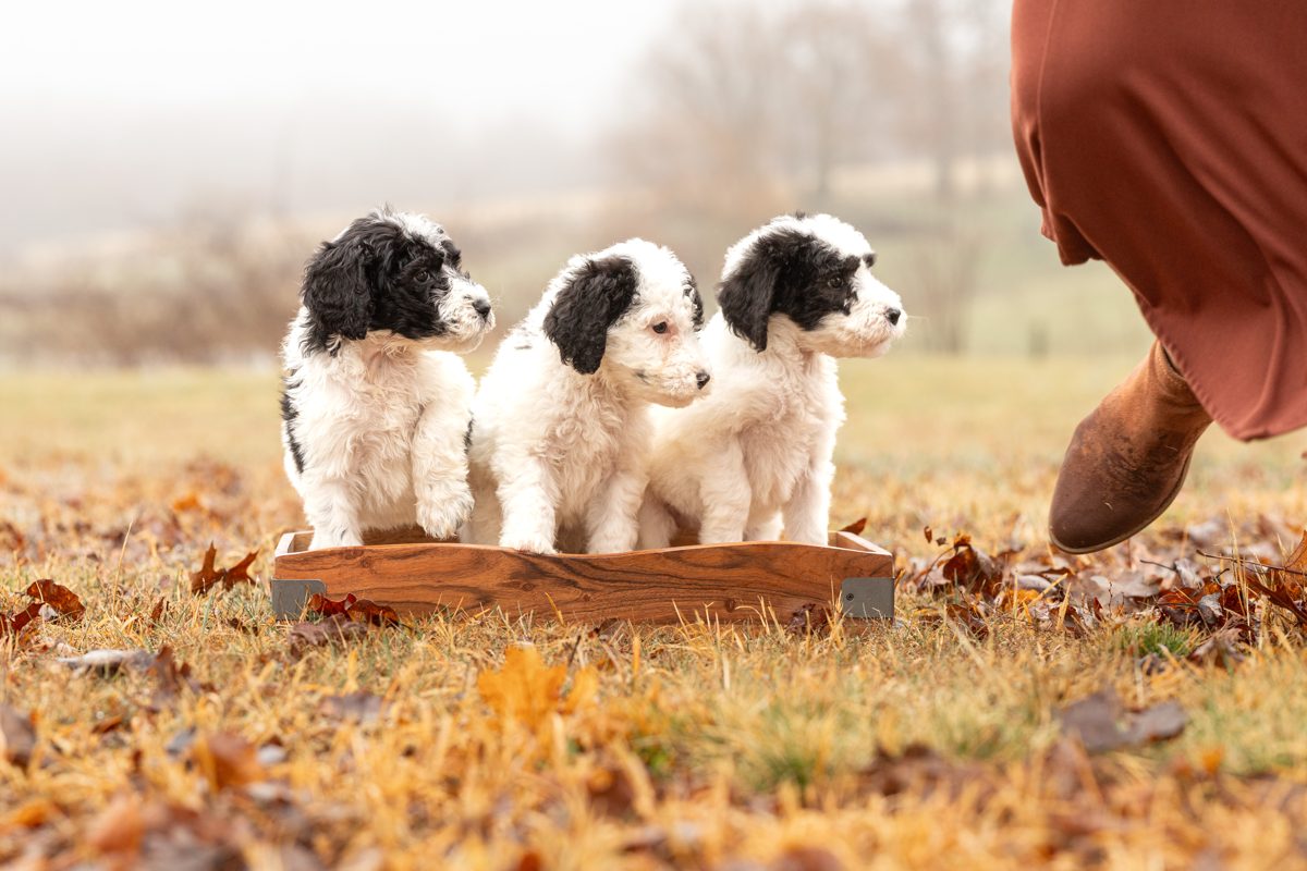 Giving a Sheepadoodle Manners!