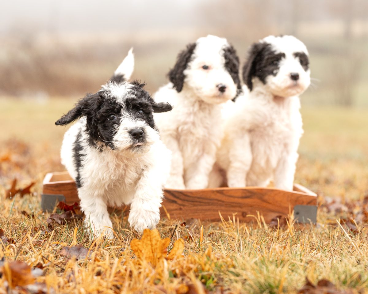 Puppies escaping the wagon