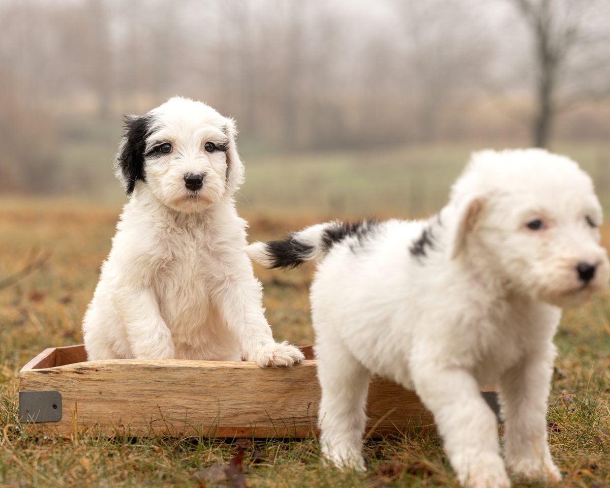Three sheepadoodle puppies riding in a wagon
