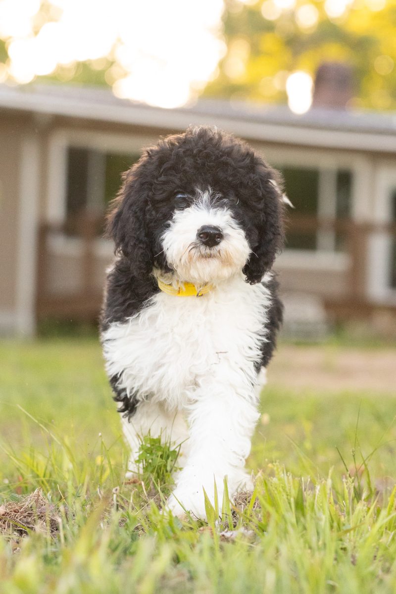 One of our older sheepadoodle puppies out on a walk