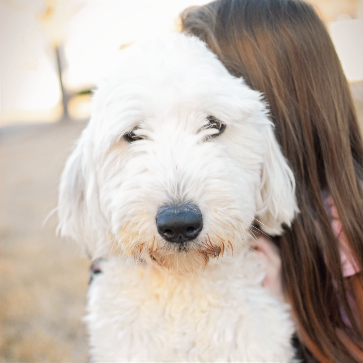 Blueberry, Old English Sheepdog