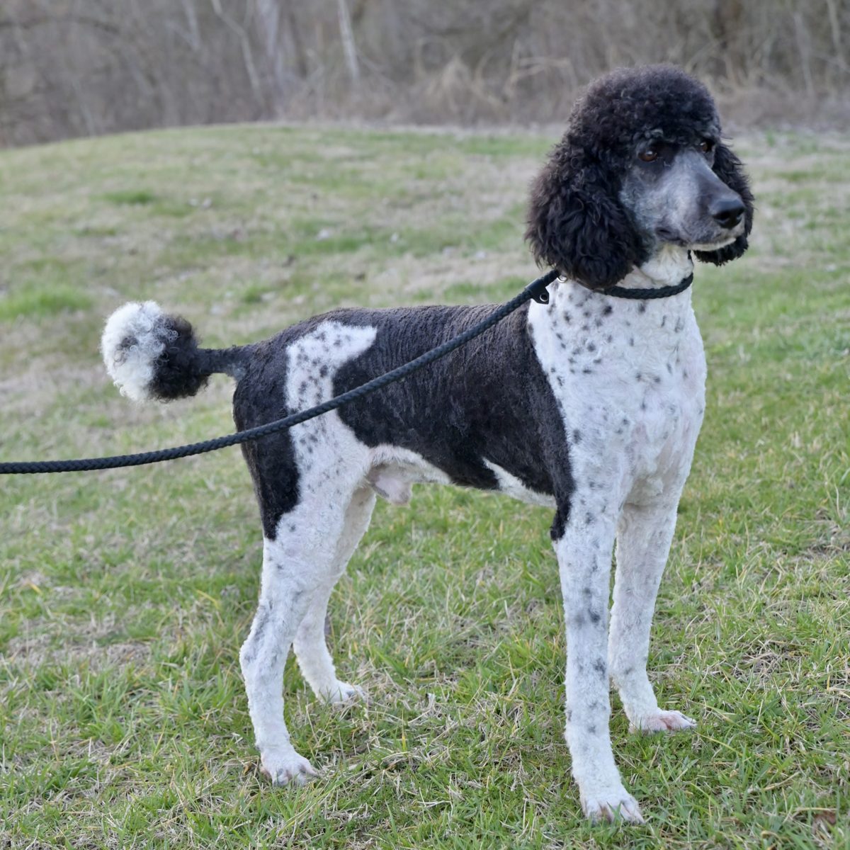 Casper, AKC Standard Poodle · 60 lbs
