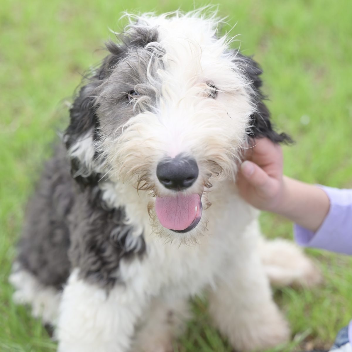 Ida, F1 Sheepadoodle · 55 lbs