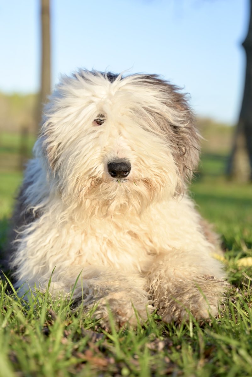 Irene, F1 Sheepadoodle · 55 lbs