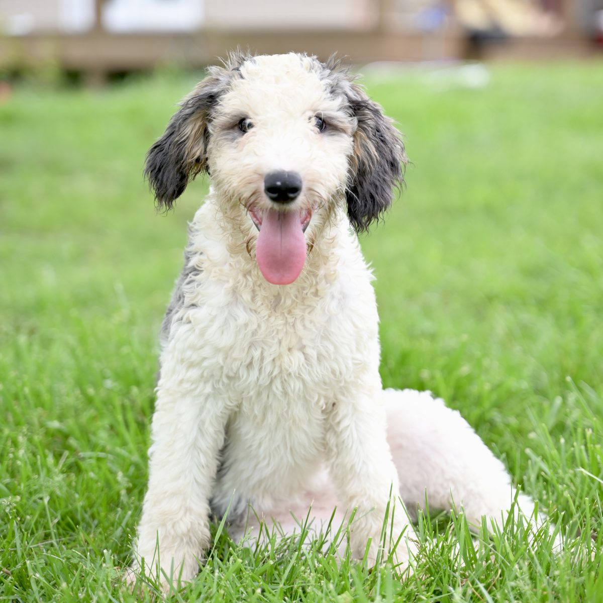 Ivy, F1 Sheepadoodle · 55 lbs