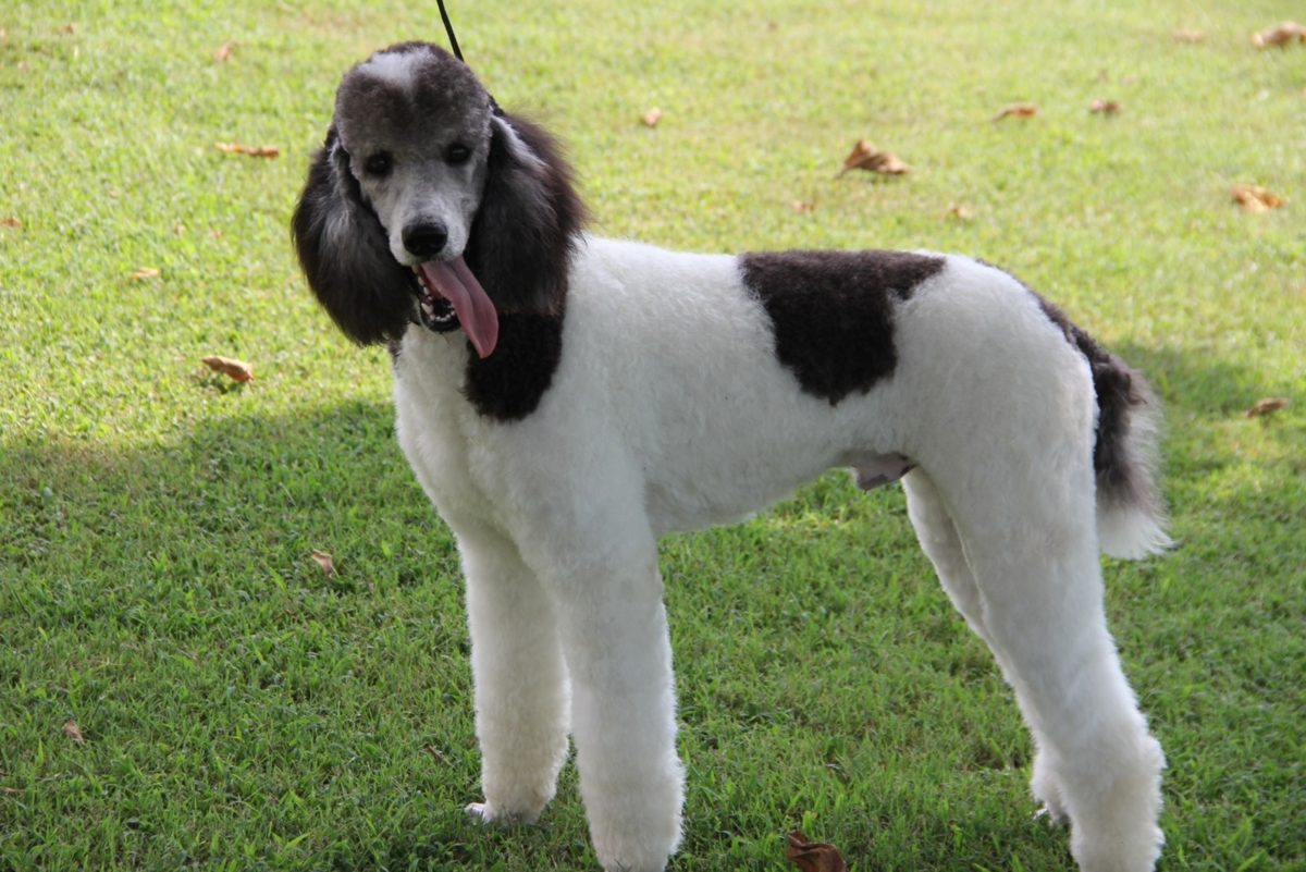 Oreo, AKC Standard Poodle