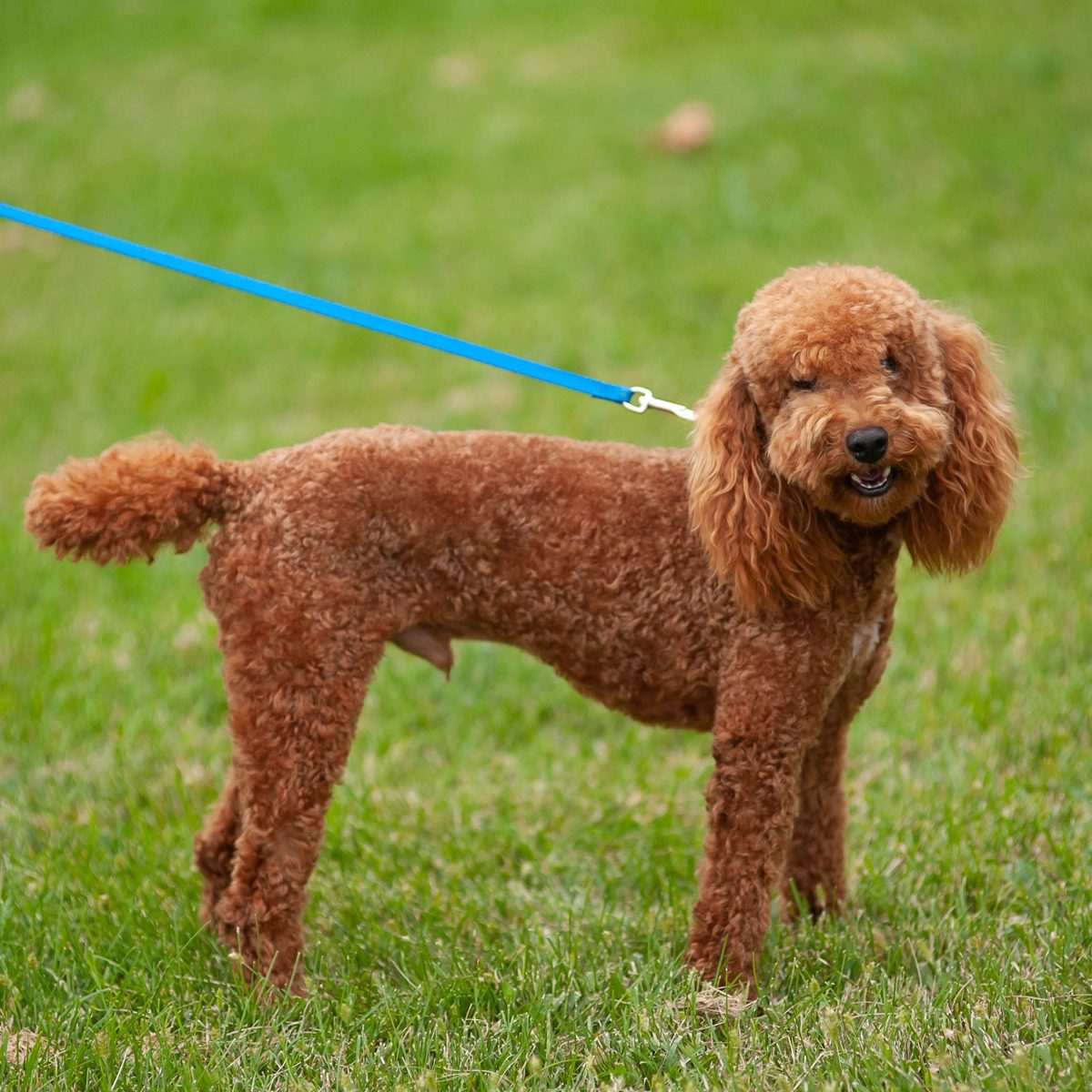Wally, AKC Mini Poodle · ~15 lbs