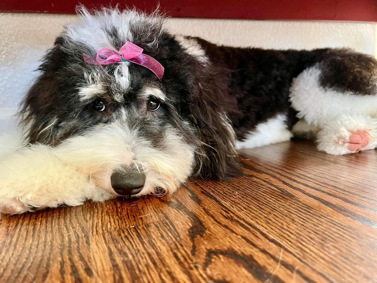 Sheepadoodle with a pink bow, chin on the floor