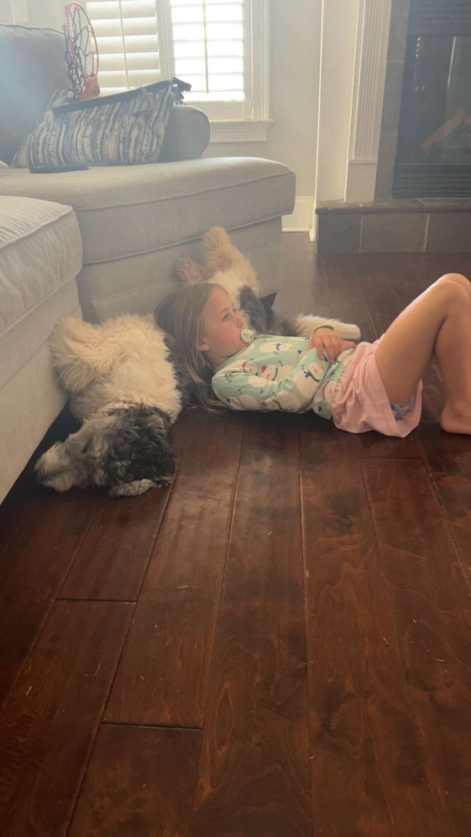 Playing on the floor with a sheepadoodle puppy