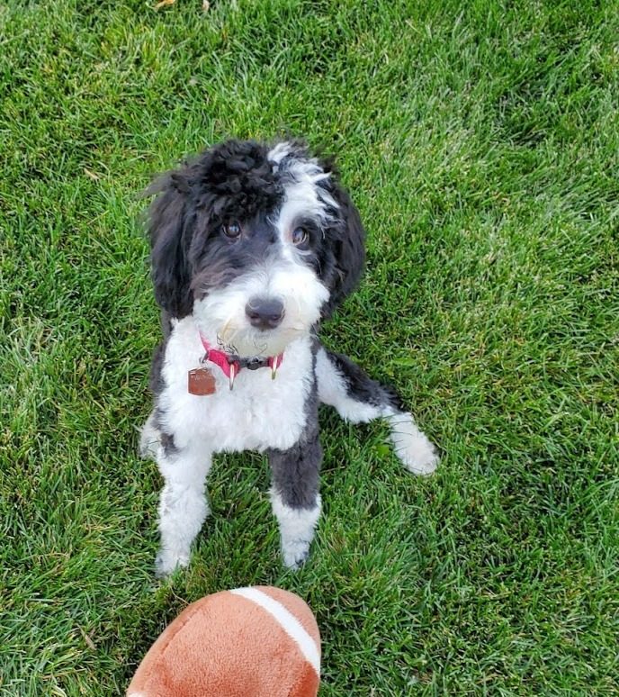 Sheepadoodle puppy with a football