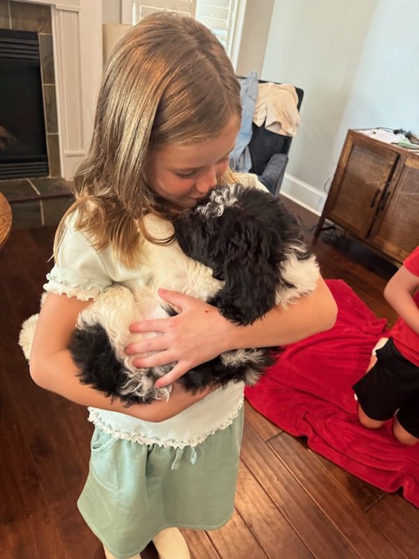 A girl hugging her new sheepadoodle puppy