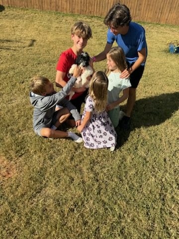 Kids playing with a sheepadoodle puppy in the yard