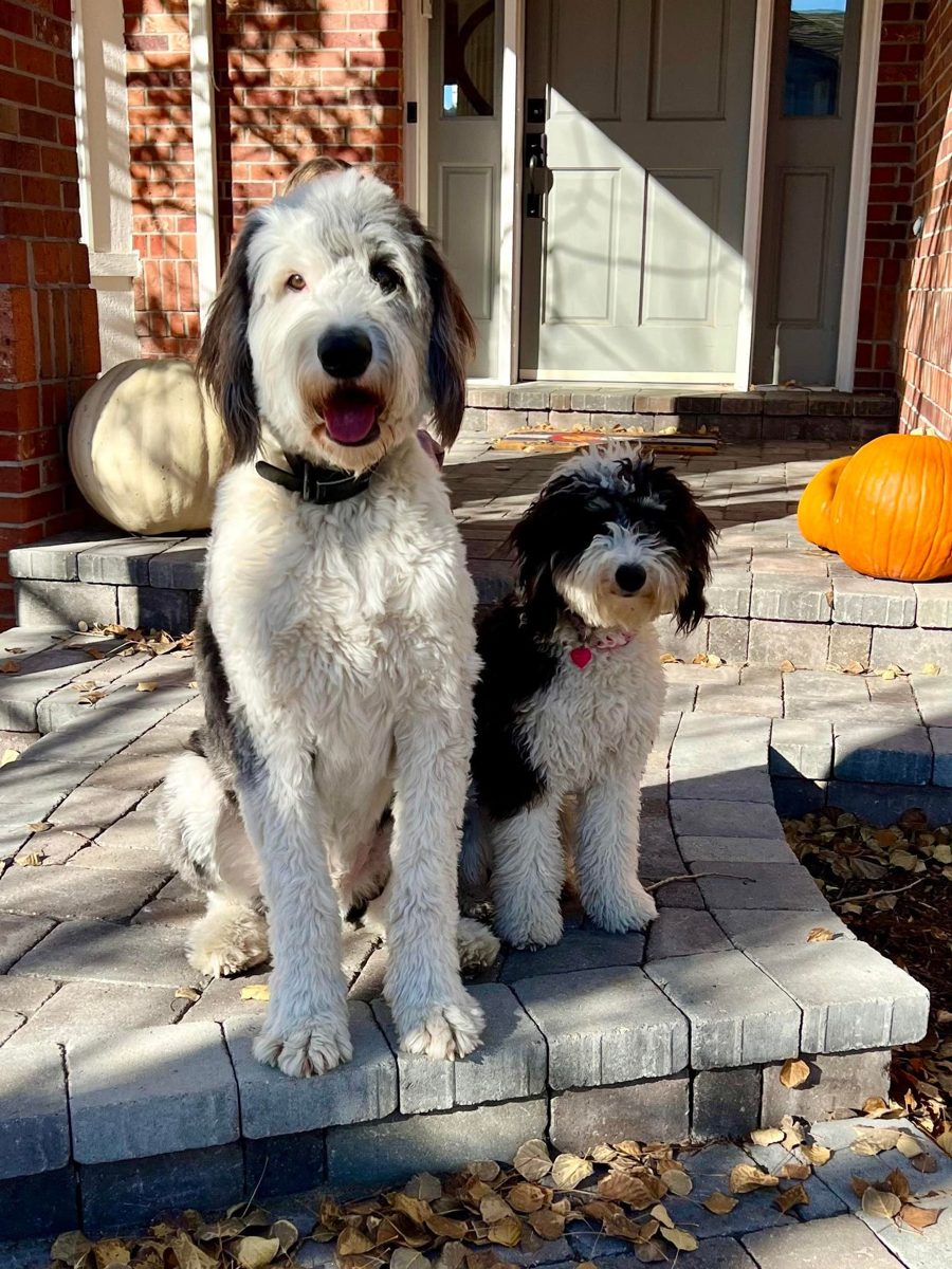 Luna, a mini sheepadoodle, next to her standard-size big brother