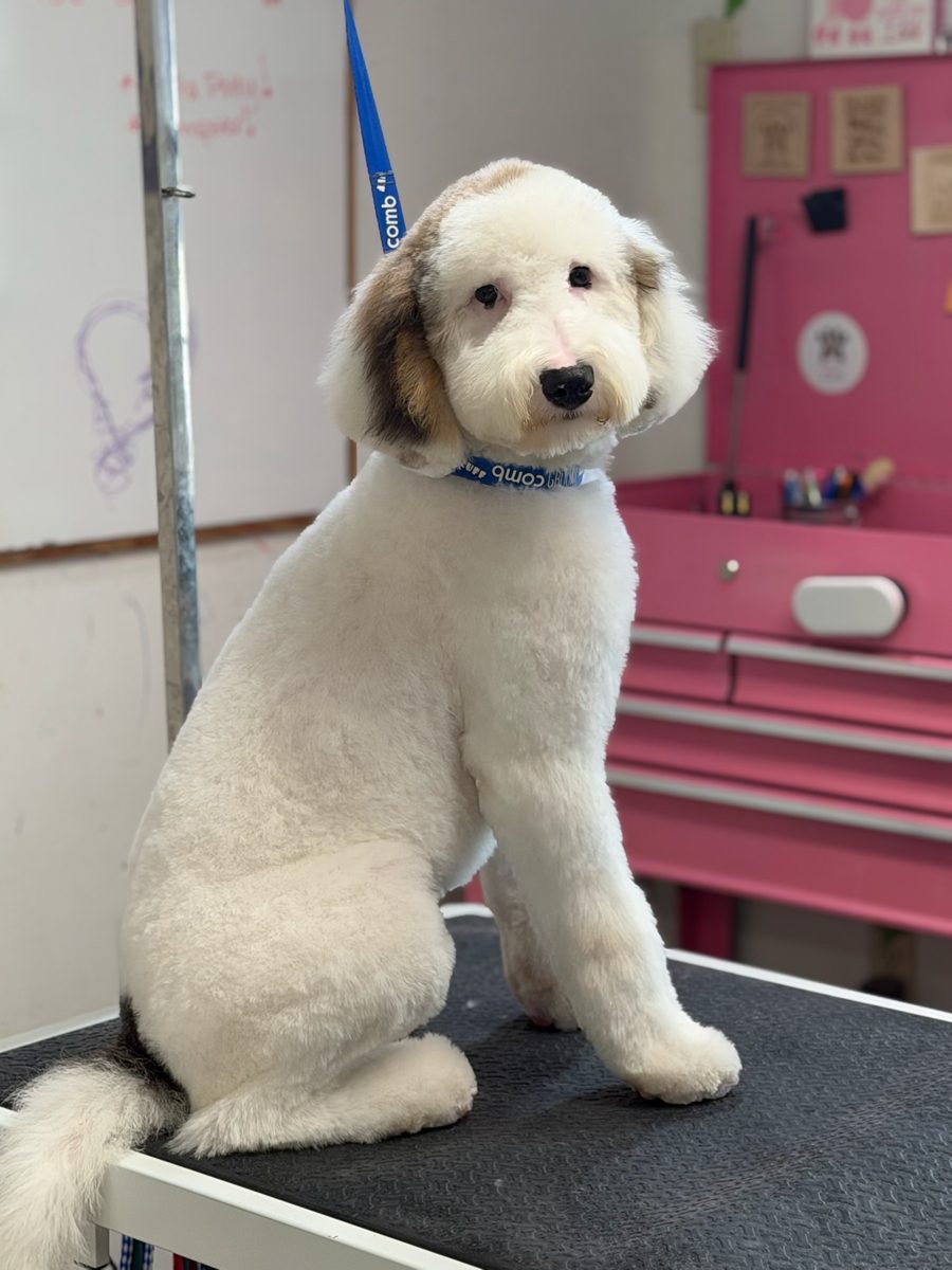 Freshly groomed sheepadoodle