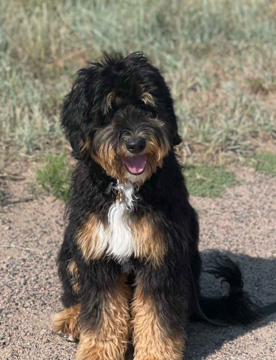 A tricolor sheepadoodle sitting in the sun