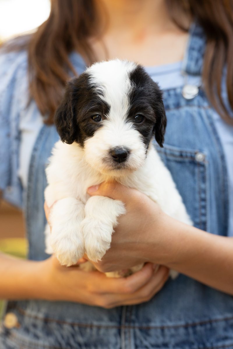 Antonio, male black & white sheepadoodle puppy