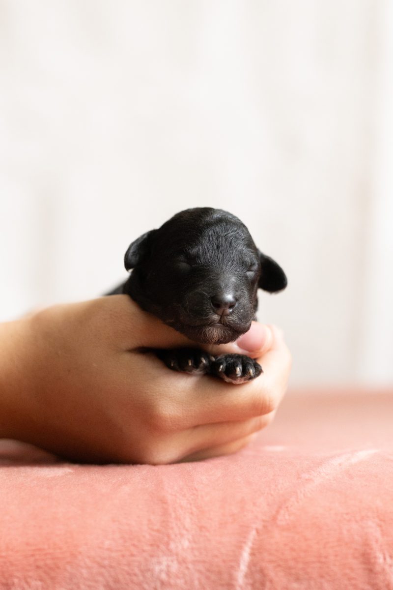 Bagel, male phantom sheepadoodle puppy