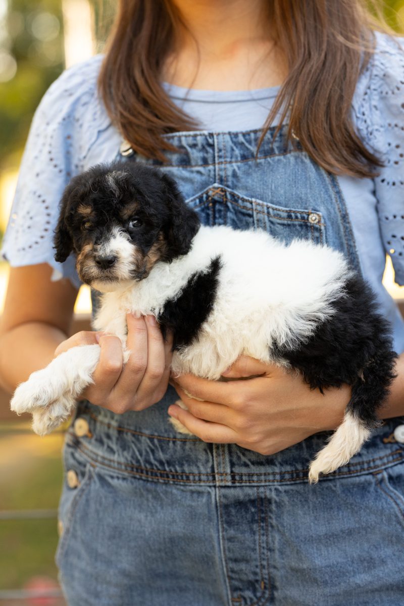 Camilo, male black & white with tan accents sheepadoodle puppy