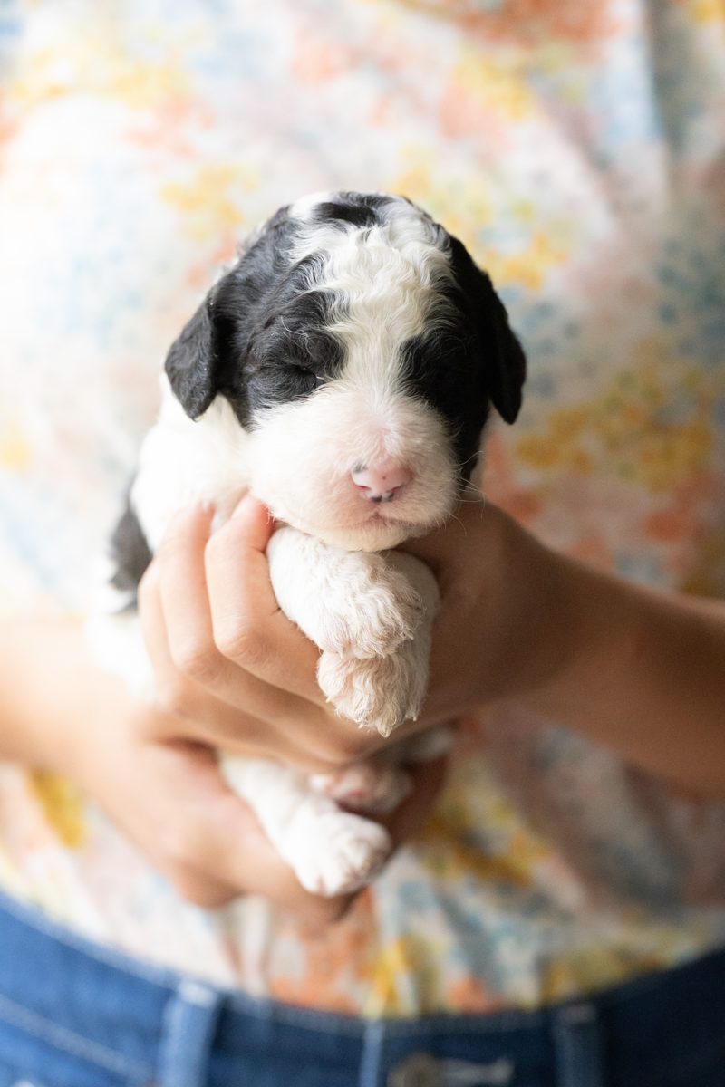 Cash, male black & white parti sheepadoodle puppy