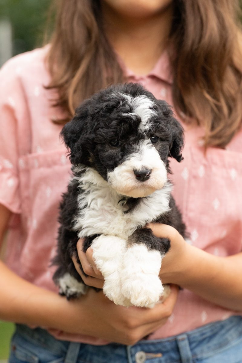 Dollie, female black & white sheepadoodle puppy