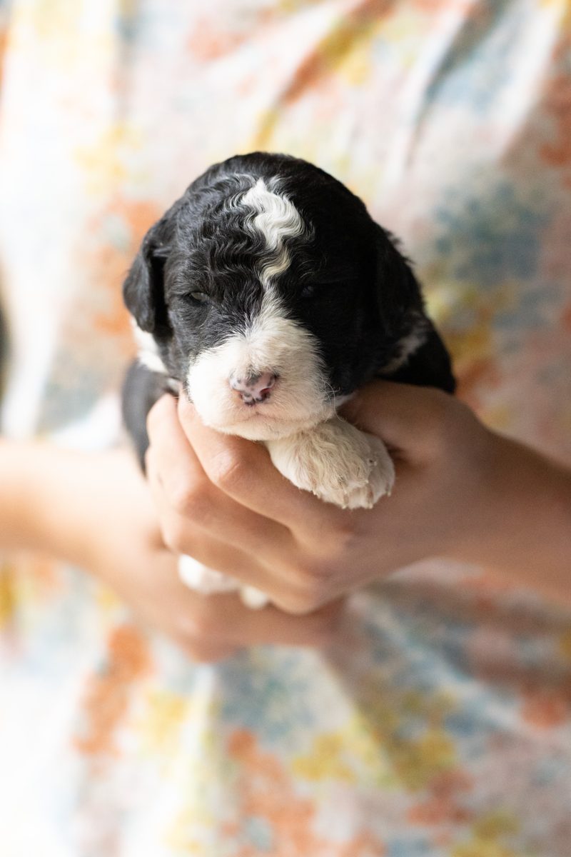 Dolly, female black & white sheepadoodle puppy
