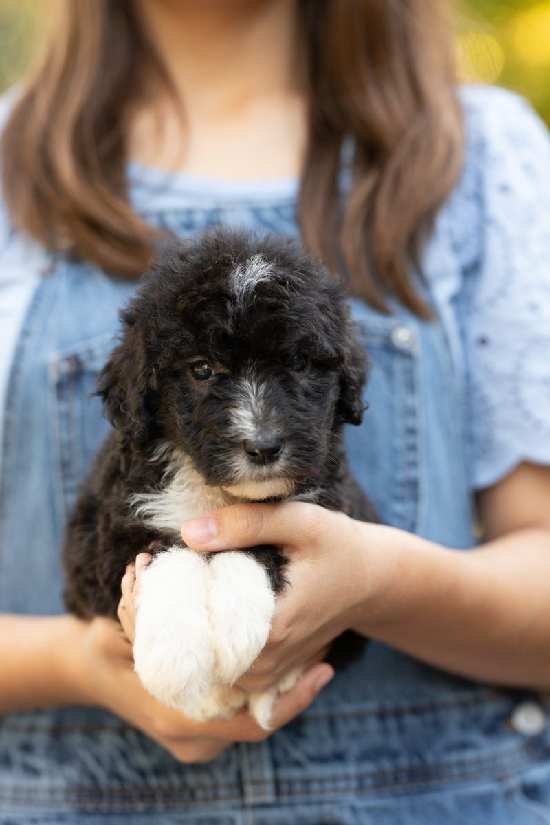Dolores, female black & white sheepadoodle puppy
