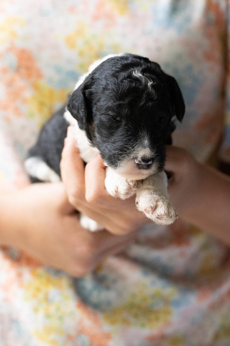 Elvis, male black & white sheepadoodle puppy