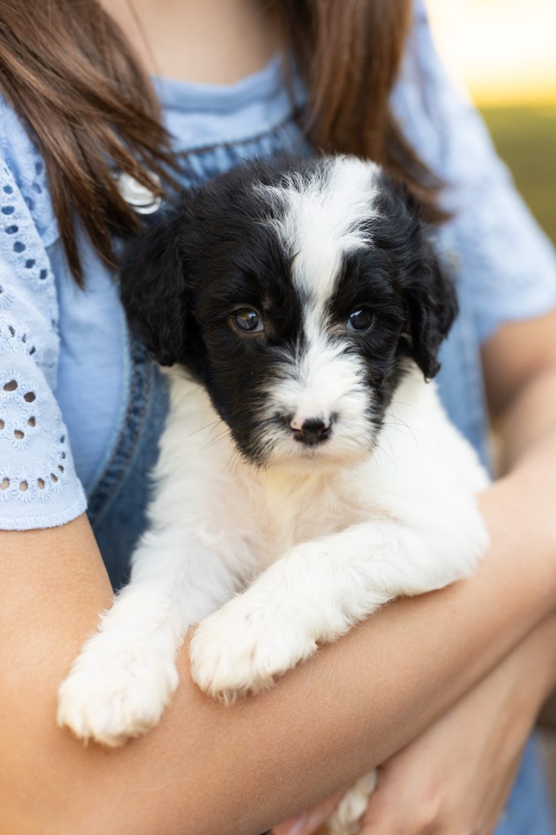 Felix, male black & white sheepadoodle puppy