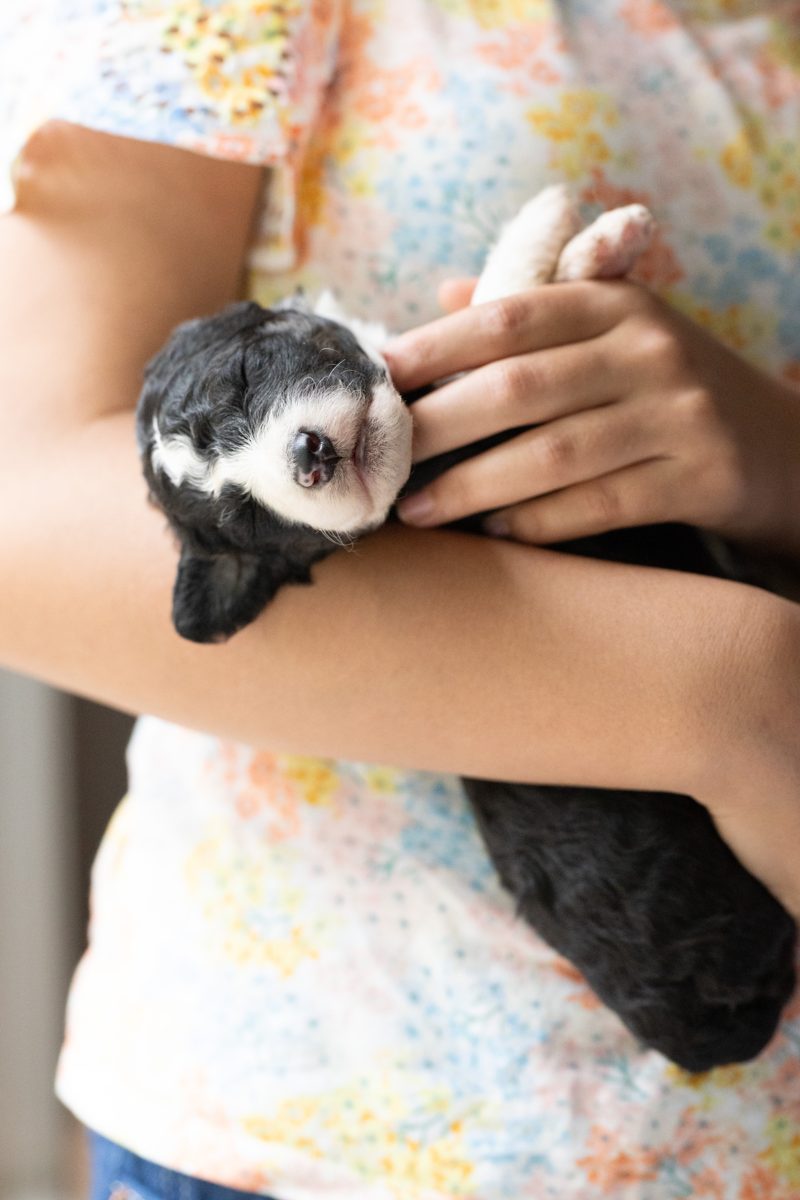 Hank, male black & white sheepadoodle puppy