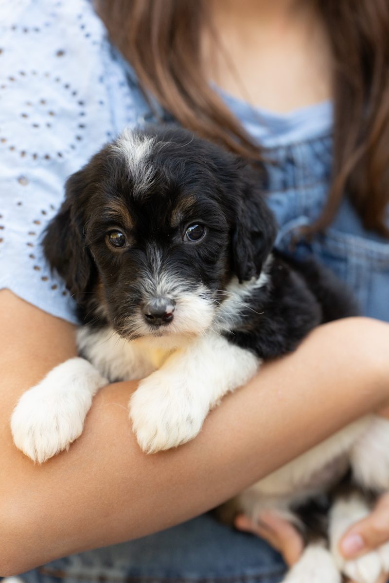 Isabela, female black & white sheepadoodle puppy