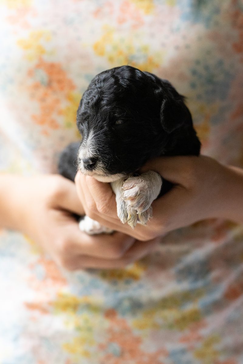Loretta, female black & white parti sheepadoodle puppy
