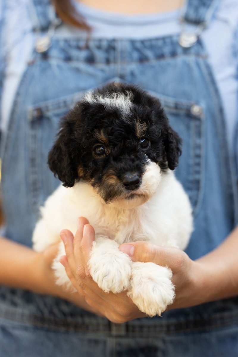 Luisa, female black & white sheepadoodle puppy