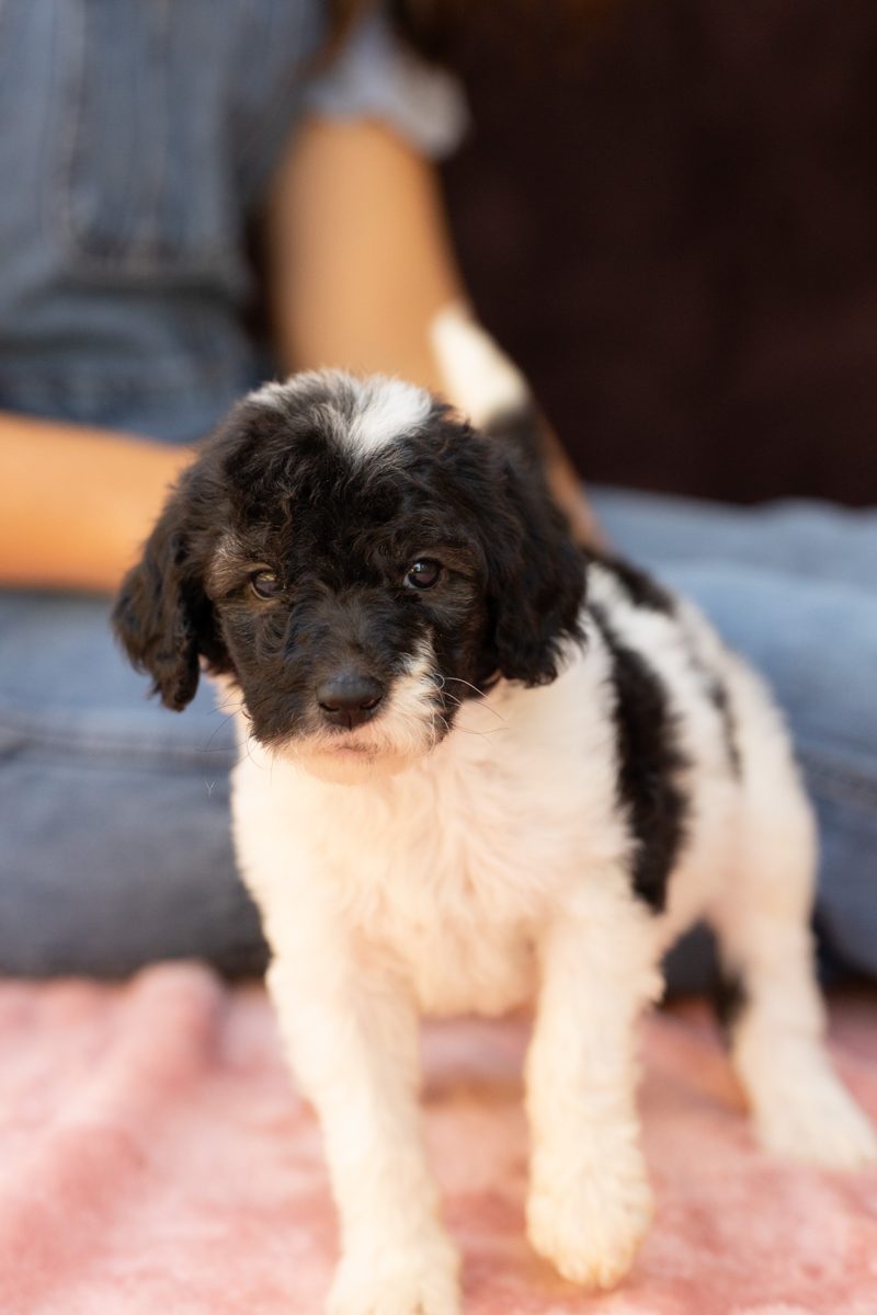 Mirabel, female black & white sheepadoodle puppy