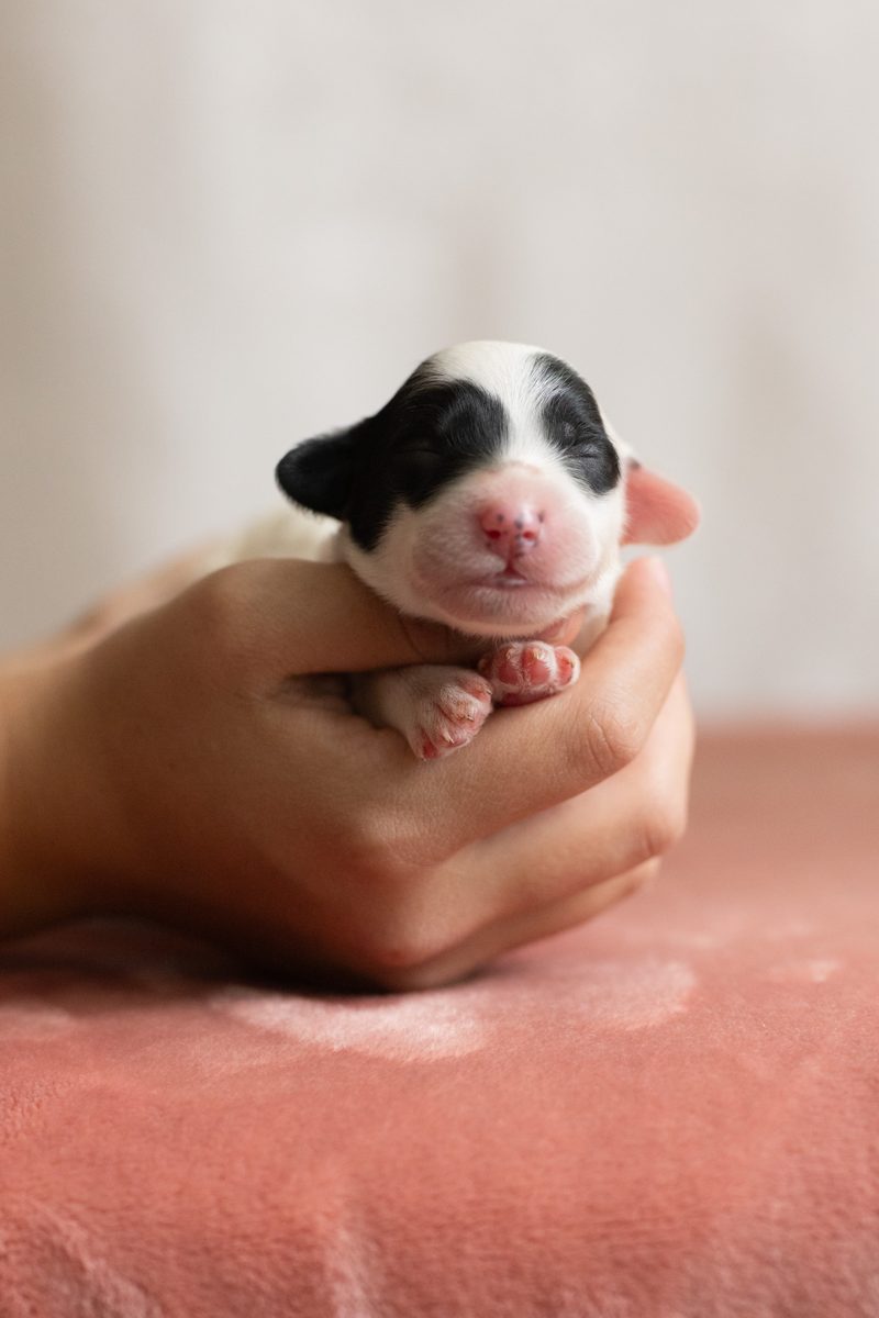 Pretzel, male black & white parti sheepadoodle puppy